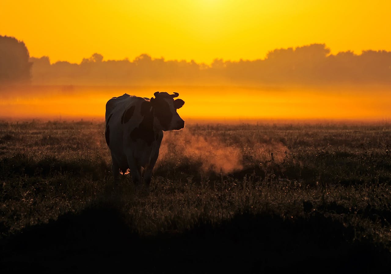 Silhouette of a cow in a misty pasture during sunrise, creating a serene countryside scene.